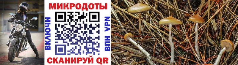 Псилоцибиновые грибы Psilocybine cubensis  Сенгилей 